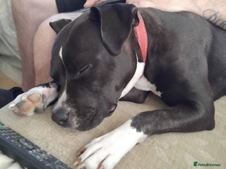 Mixed Breed dogs Beautiful little girl - Advert 1