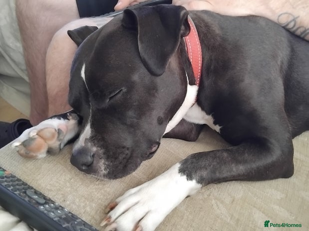 Mixed Breed dogs Beautiful little girl - Advert 1