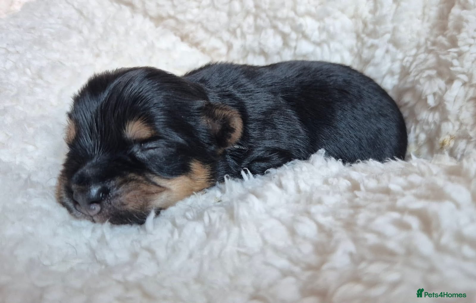 Yorkshire Terrier dogs Gorgeous Lilliputian Yorkies available  - Advert 2