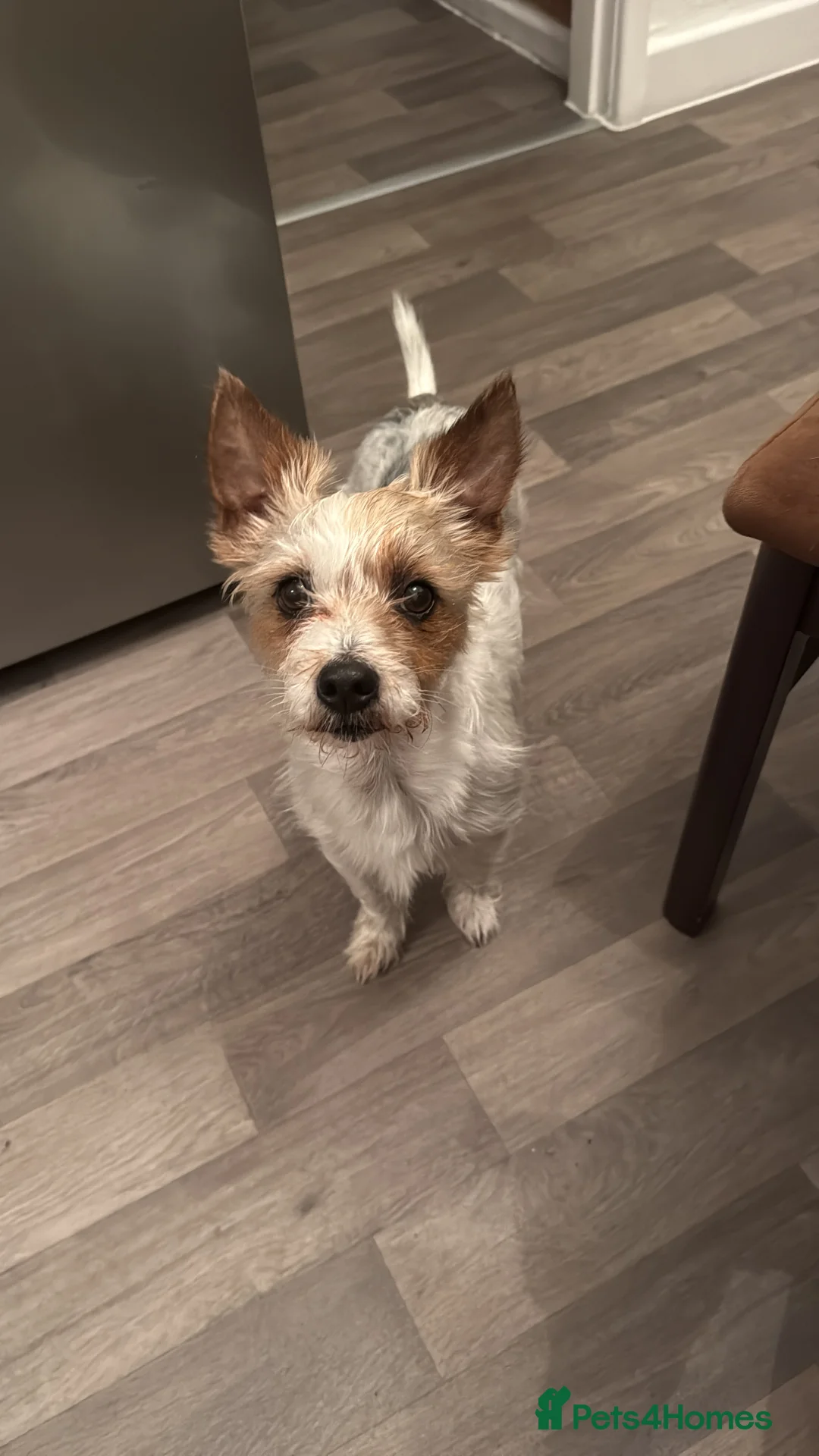 Jack Russell dogs for sale: Jack Russell  - Advert 13