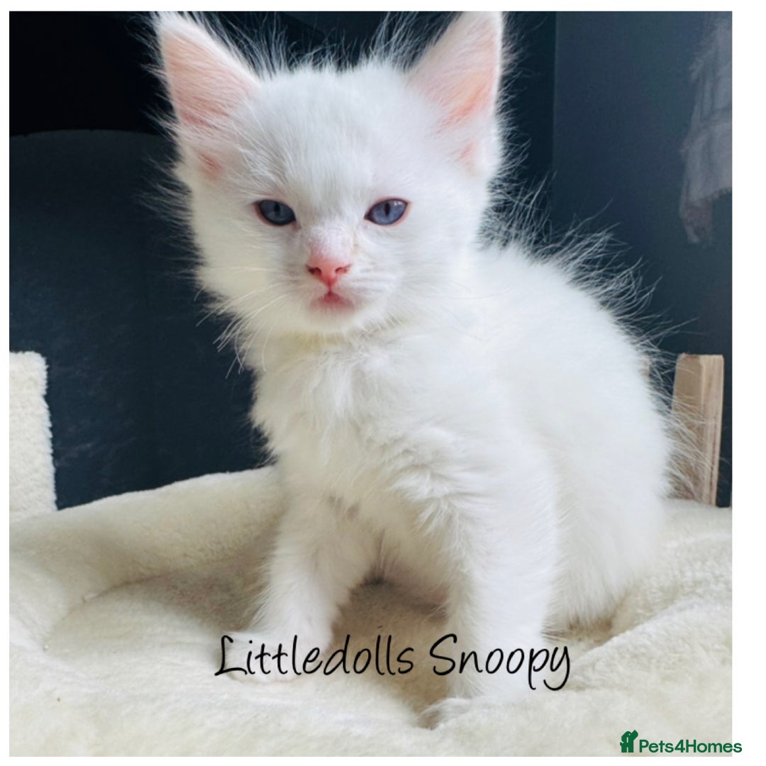 Ragdoll cats for sale: Champion line Ragdoll kittens GCCF registered - Image 11