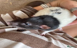 Rat rodents for sale: 2 male rats, friendly  - Image 4