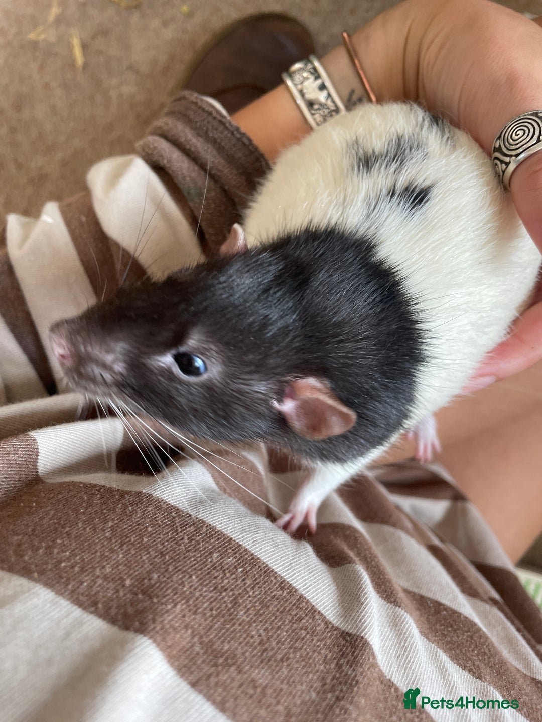 Rat rodents for sale: 2 male rats, friendly  - Image 4