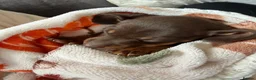 Miniature Dachshund dogs for sale: Stunning Mini Dachshund puppies for sale - Advert 4