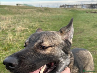 Shepsky dogs Geberian shepsky 15 month male - Advert 1