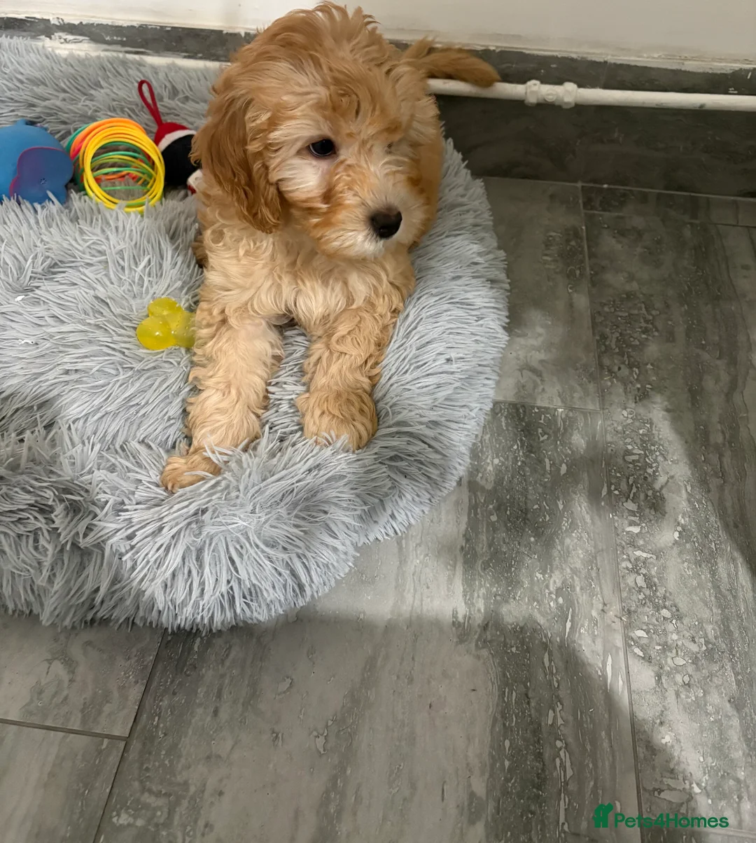 Cavapoo dogs for sale: Lovely, playful Cavapoo puppy - Advert 2