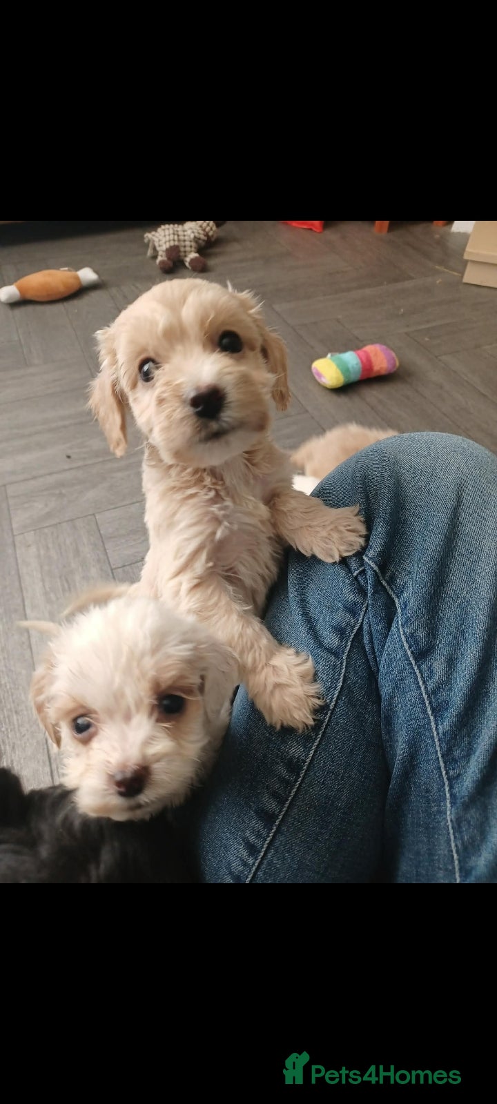 Cockapoo dogs Cockapoo puppies - Advert 3