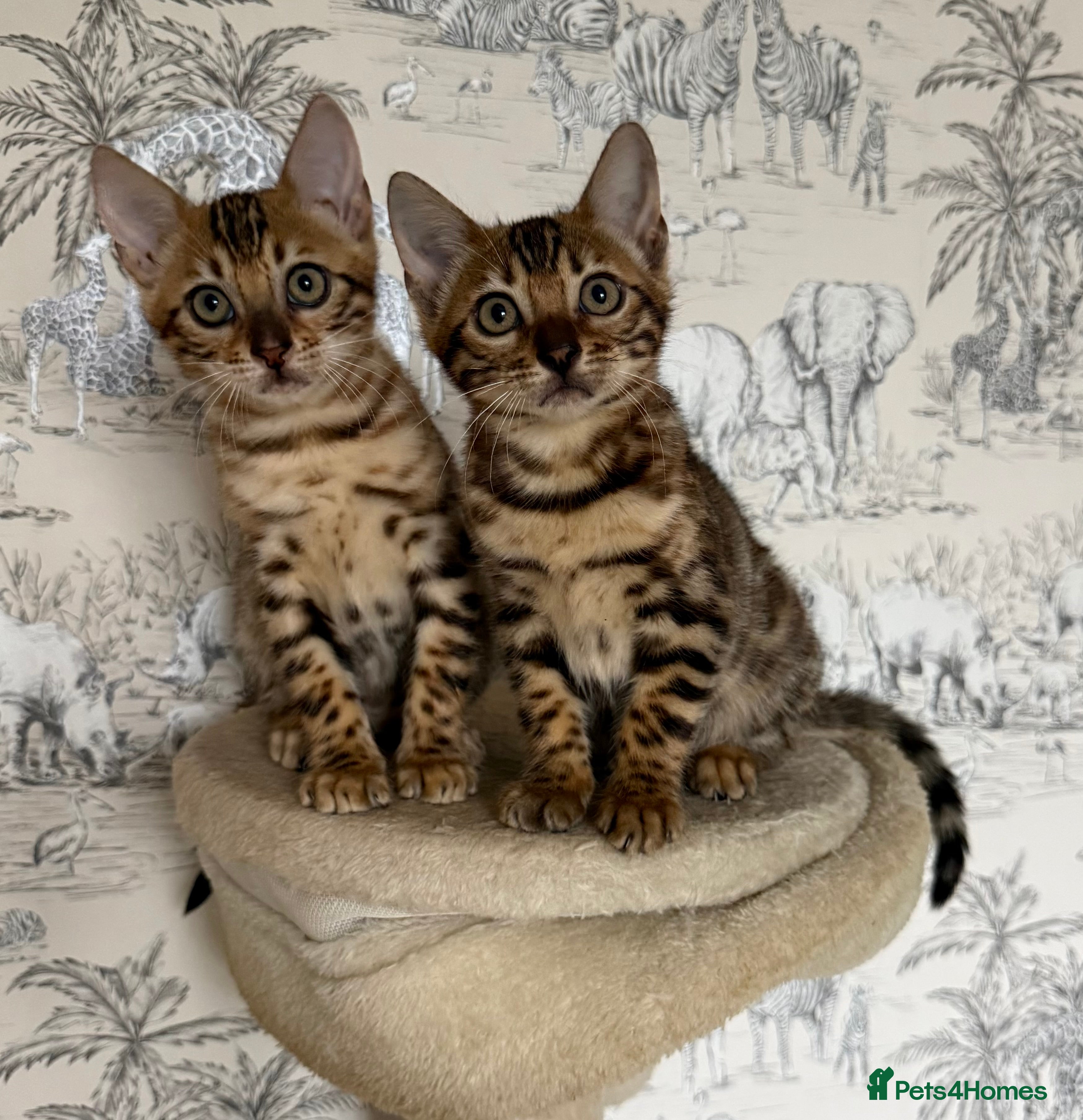 Bengal cats 🐆Adorable pedigree bengal kittens🐆 - Advert 5