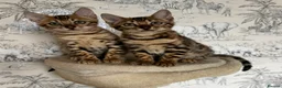 Bengal cats for sale: 🐆Adorable pedigree bengal kittens🐆 - Advert 26
