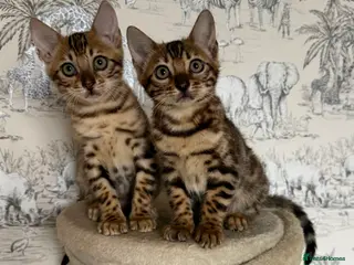 Bengal cats 🐆Adorable pedigree bengal kittens🐆 - Advert 5