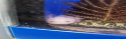 Axolotl reptiles for sale: Stunning Pink Axolotls Available  - Advert 5