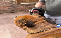 Alapaha Blue Blood Bulldog dogs for sale: ALAPAHA BLUE BLOOD BULLDOGS  - Image 12