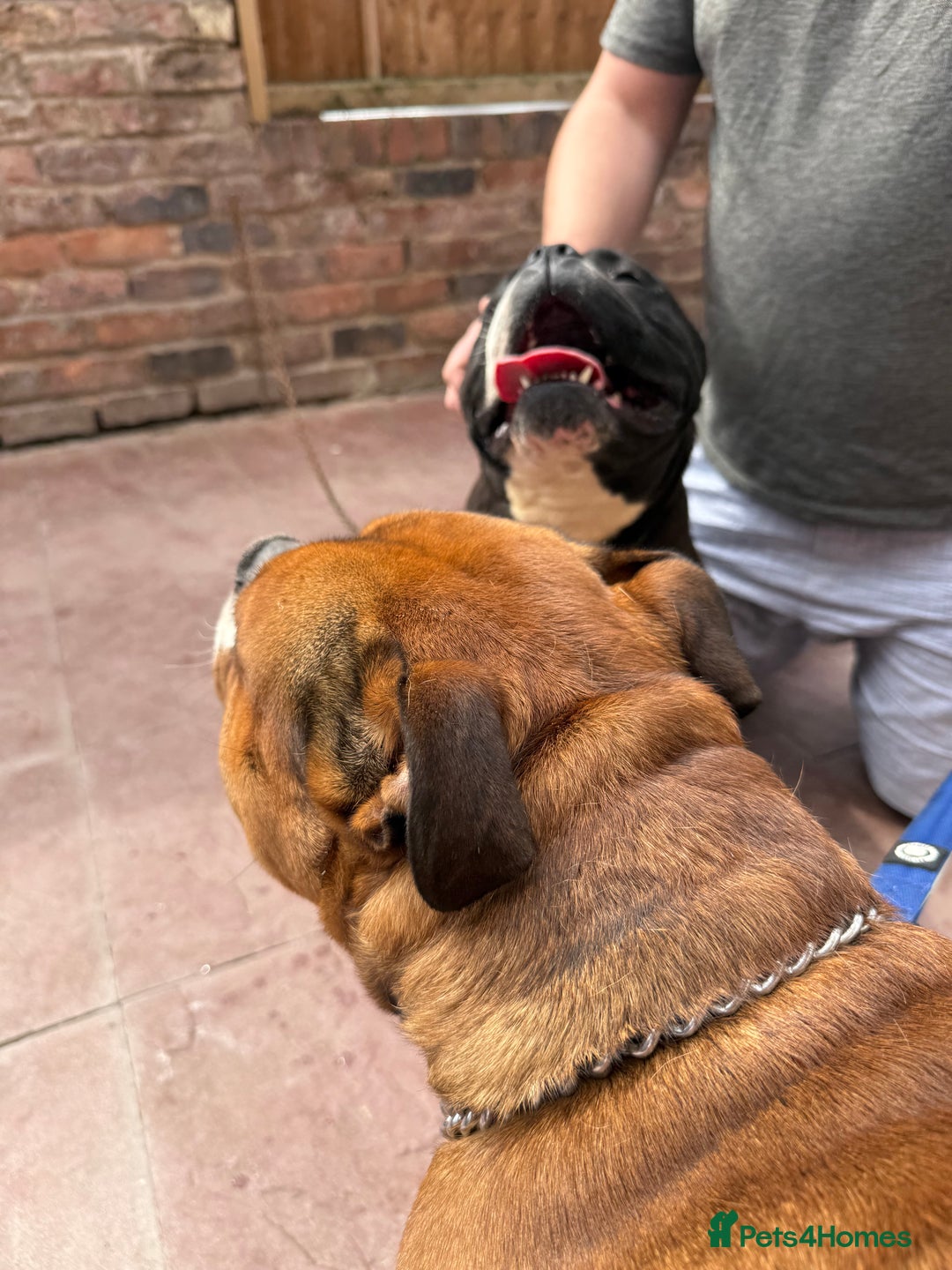 Alapaha Blue Blood Bulldog dogs for sale: ALAPAHA BLUE BLOOD BULLDOGS  - Image 12