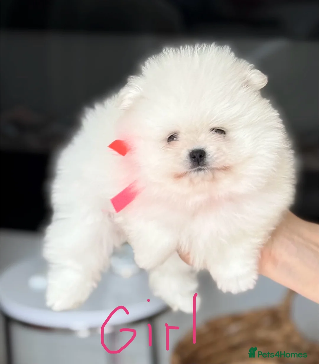 Pomeranian dogs for sale: Pure Pomeranian Puppies  - Advert 1
