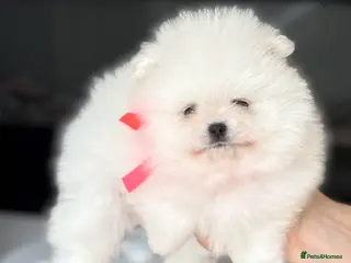 Pomeranian dogs Pure Pomeranian Puppies - Advert 1