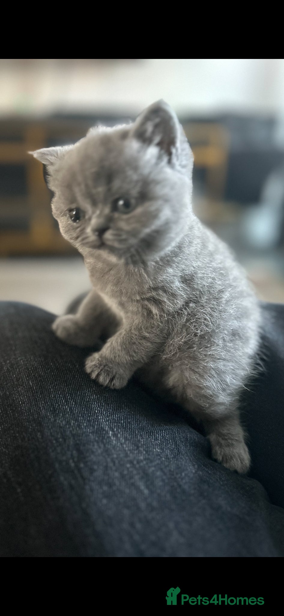 Mixed Breed cats British short hair/persian - Advert 10