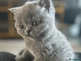 Mixed Breed cats British short hair/persian - Advert 10