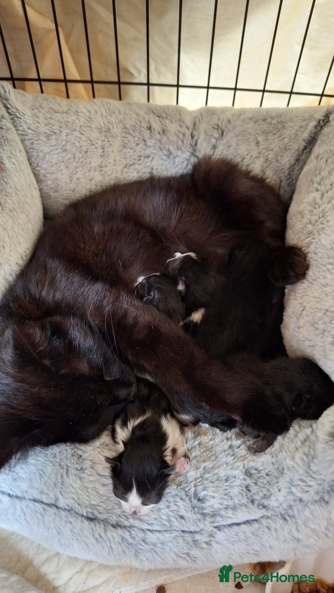Mixed Breed cats for sale: STUNNING KITTENS  - Image 11