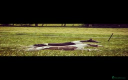 Whippet dogs for sale: Kc reg whippet litter - Image 11