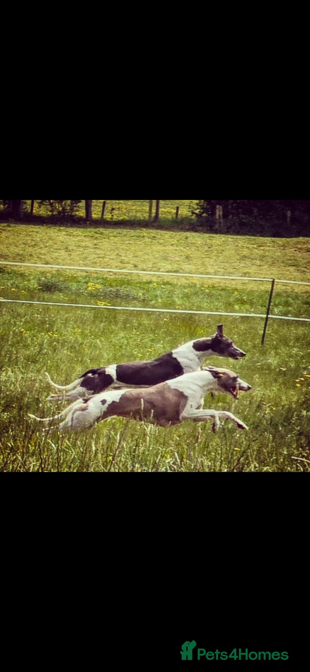 Whippet dogs for sale: Kc reg whippet litter - Image 11