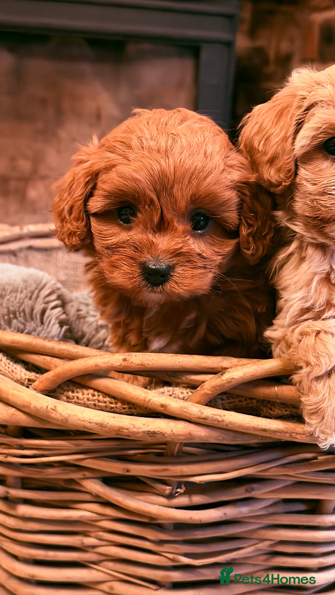 Cavapoo dogs for sale: F1 Stunning Red and Cream Cavapoo Babies - Advert 9
