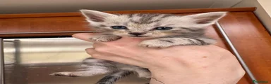 Boy 5 