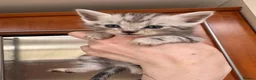 Mixed Breed cats for sale: 6 mixed kittens for sale, mum main coone/siberian in Aberdeen - Advert 4