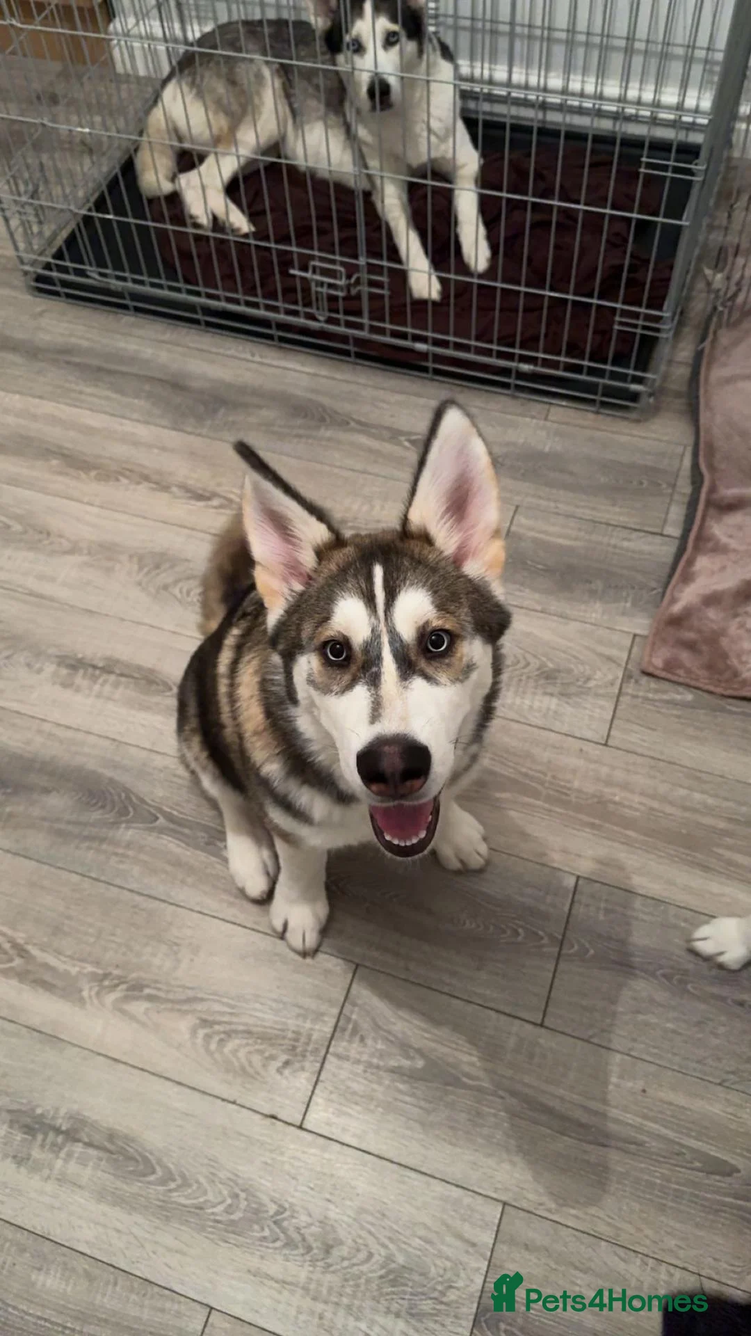 Siberian Husky dogs for stud: 💙🐺 Handsome Proven Husky Stud Available 🐺💙 in Wigan - Advert 2