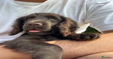 Cocker Spaniel dogs - Advert 7