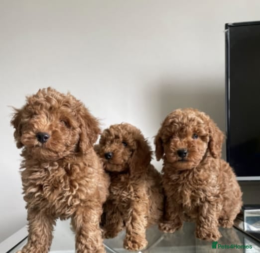 Cavapoo dogs Stunning health tested cavapoo puppies - Advert 6