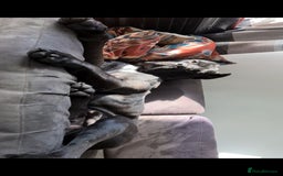 Cane Corso dogs for sale: WORLD CLASS CANE CORSO PUPPIES! 2 Males 4 Females. - Advert 5