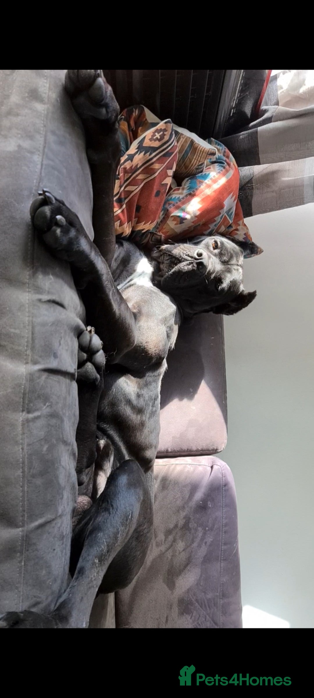 Cane Corso dogs for sale: WORLD CLASS CANE CORSO PUPPIES! 2 Males 4 Females. - Advert 5