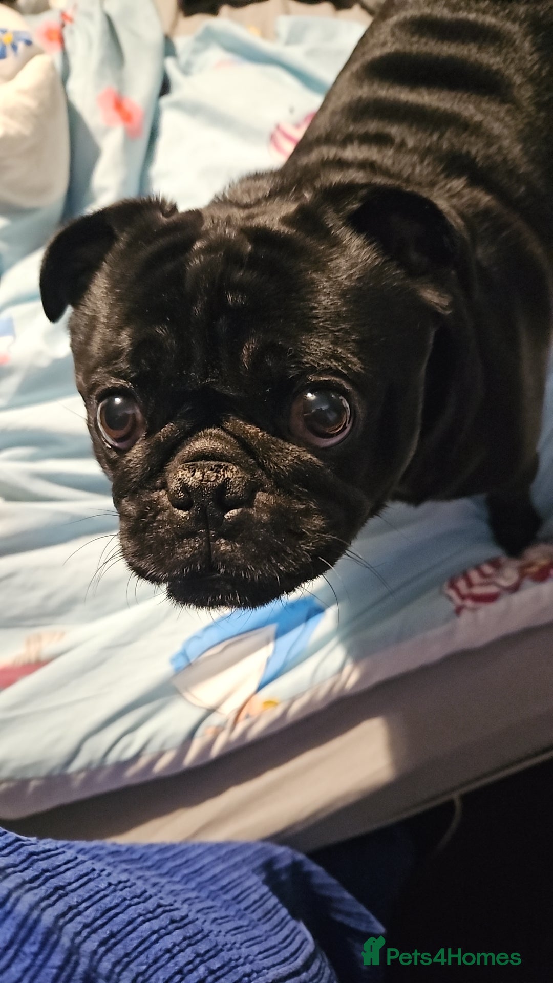 Pug dogs for sale: Loving, Cuddly Pug  - Image 16