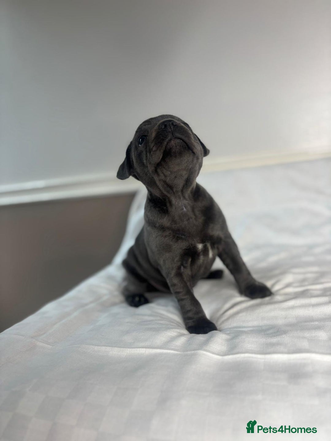 Staffordshire Bull Terrier dogs for sale: CHAMPION OF CHAMPIONS  - Advert 4