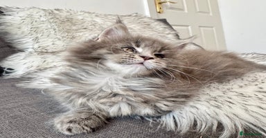 Maine Coon cats - Advert 2
