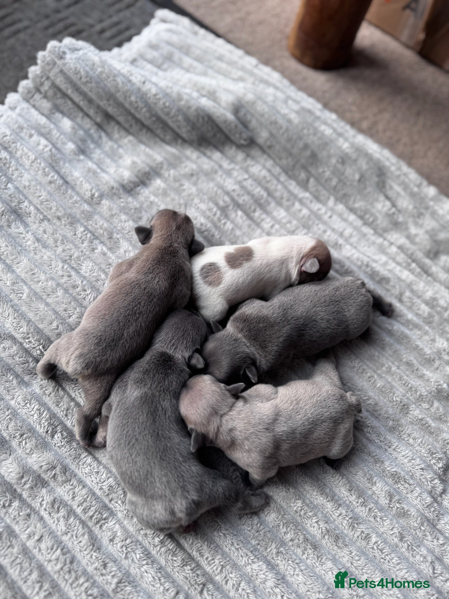 French Bulldog dogs French Bulldog puppies for sale  - Advert 1