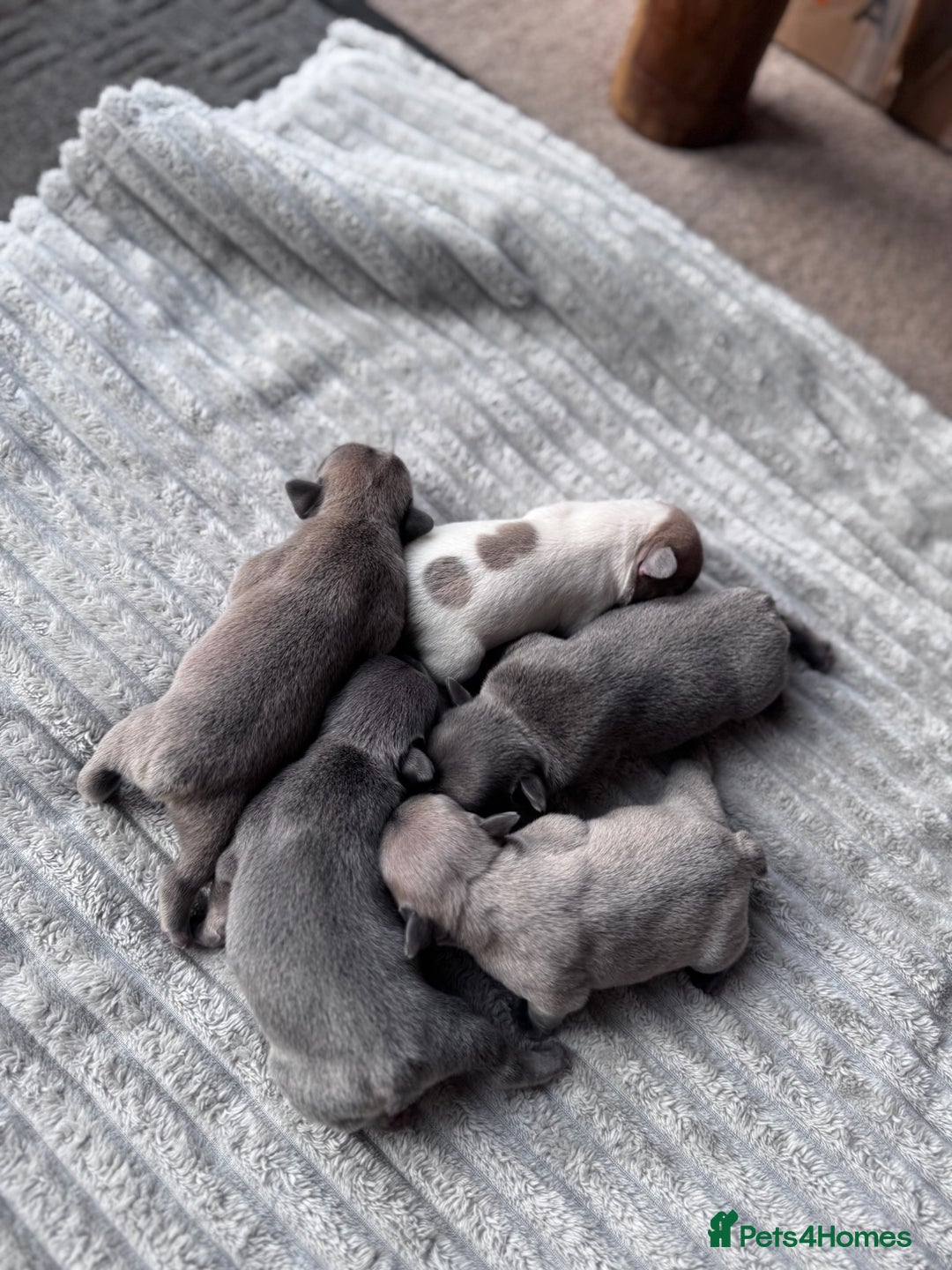 French Bulldog dogs for sale: French Bulldog puppies for sale  - Advert 1