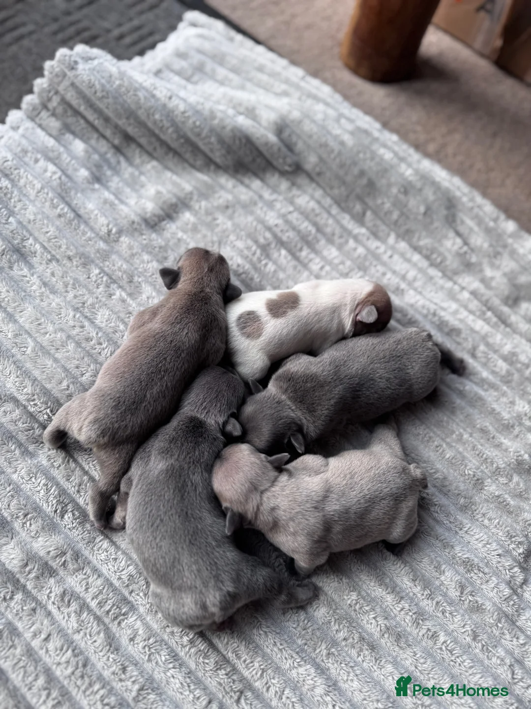 French Bulldog dogs for sale: French Bulldog puppies for sale 1 LEFT  - Advert 2