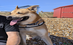 Mixed Breed dogs for sale: Odin. Sweet and beautiful crossbreed boy - Image 11