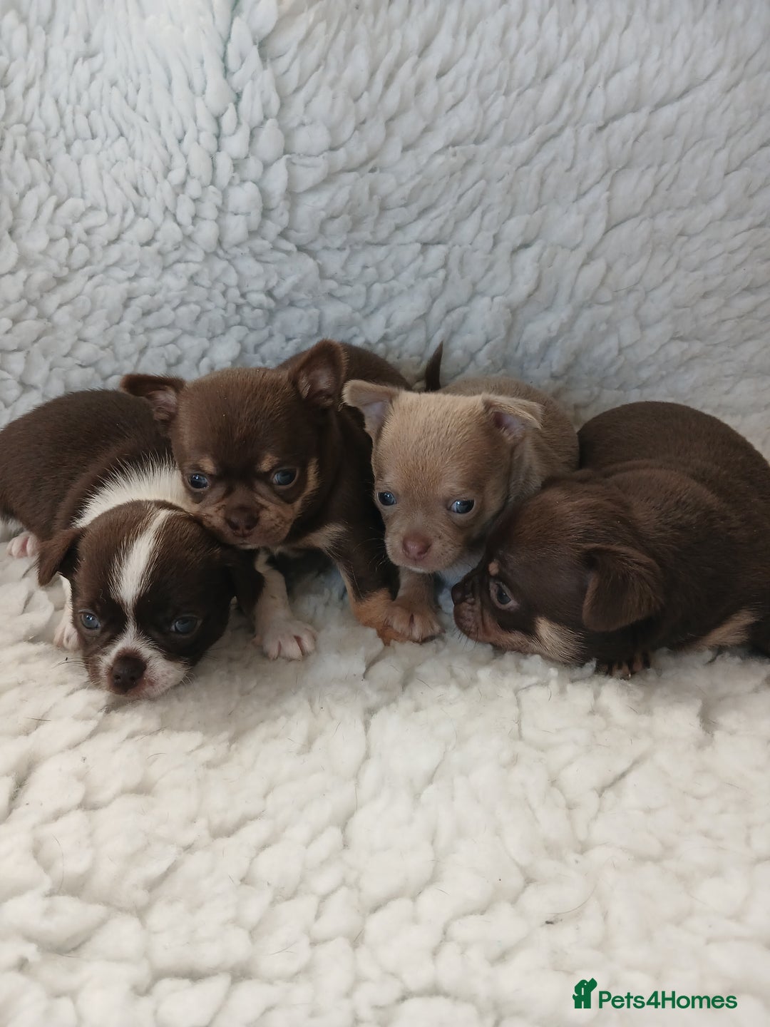 Chihuahua dogs for sale: STUNNING SMOOTH COAT CHIHUAHUAS - Advert 9