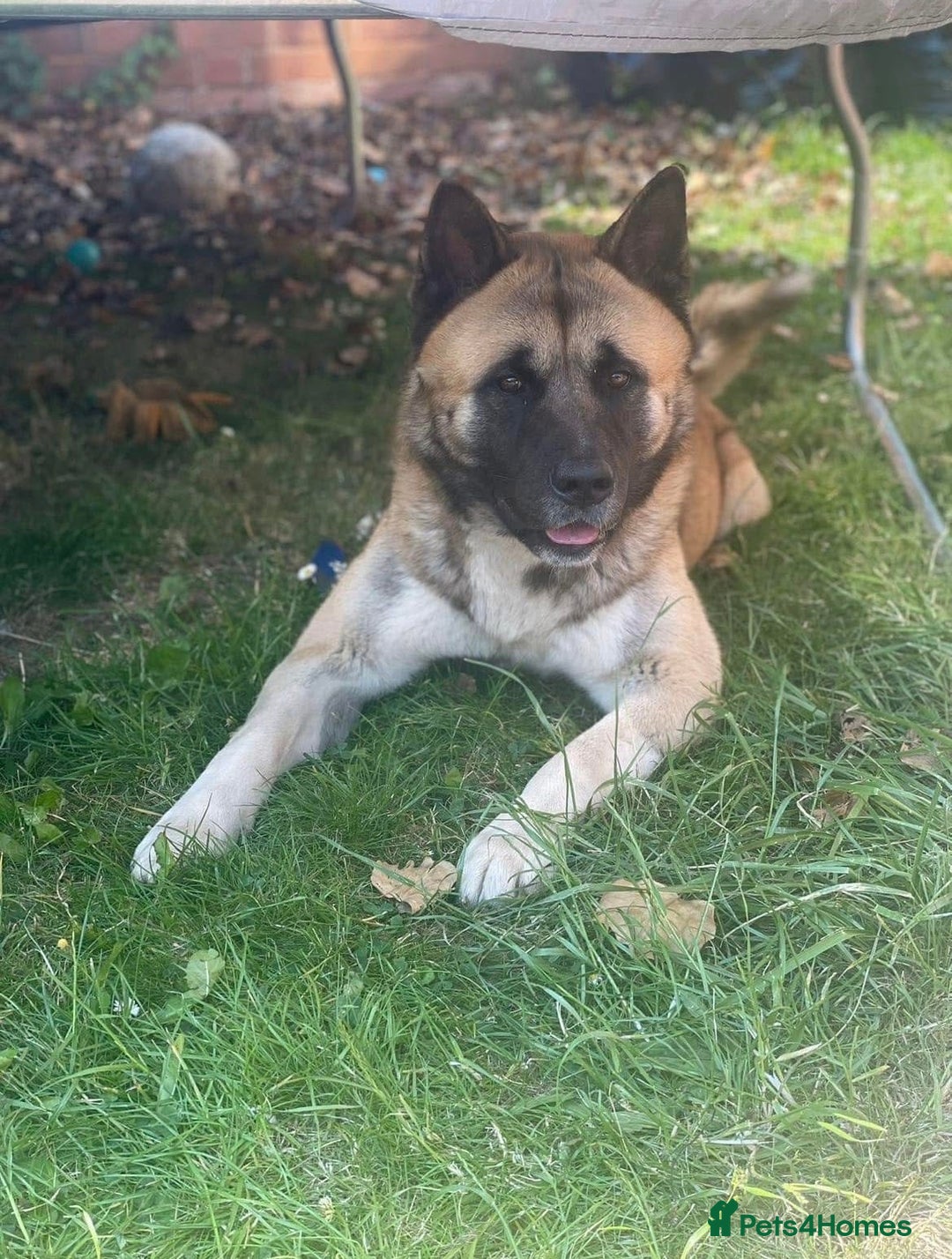 Akita dogs for stud: American Akita MALE STUD - Advert 2