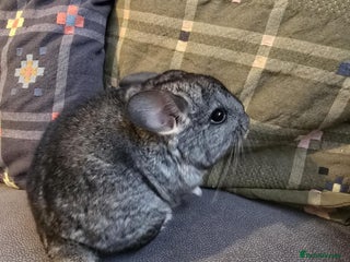 Chinchilla rodents - Advert 5