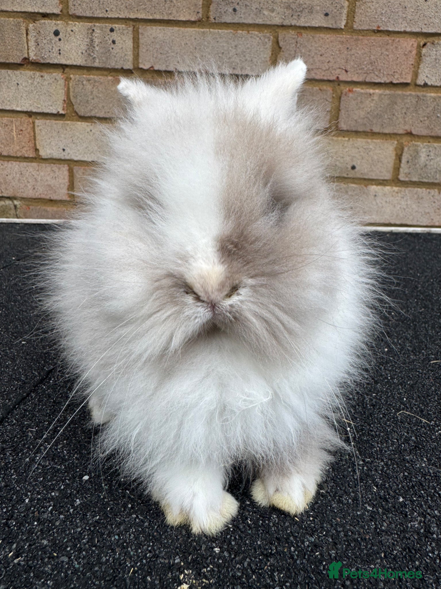 Lionhead rabbits Last Baby double maned lions ready for homes - Advert 5