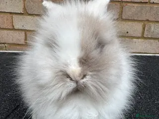 Lionhead rabbits Last Baby double maned lions ready for homes - Advert 5