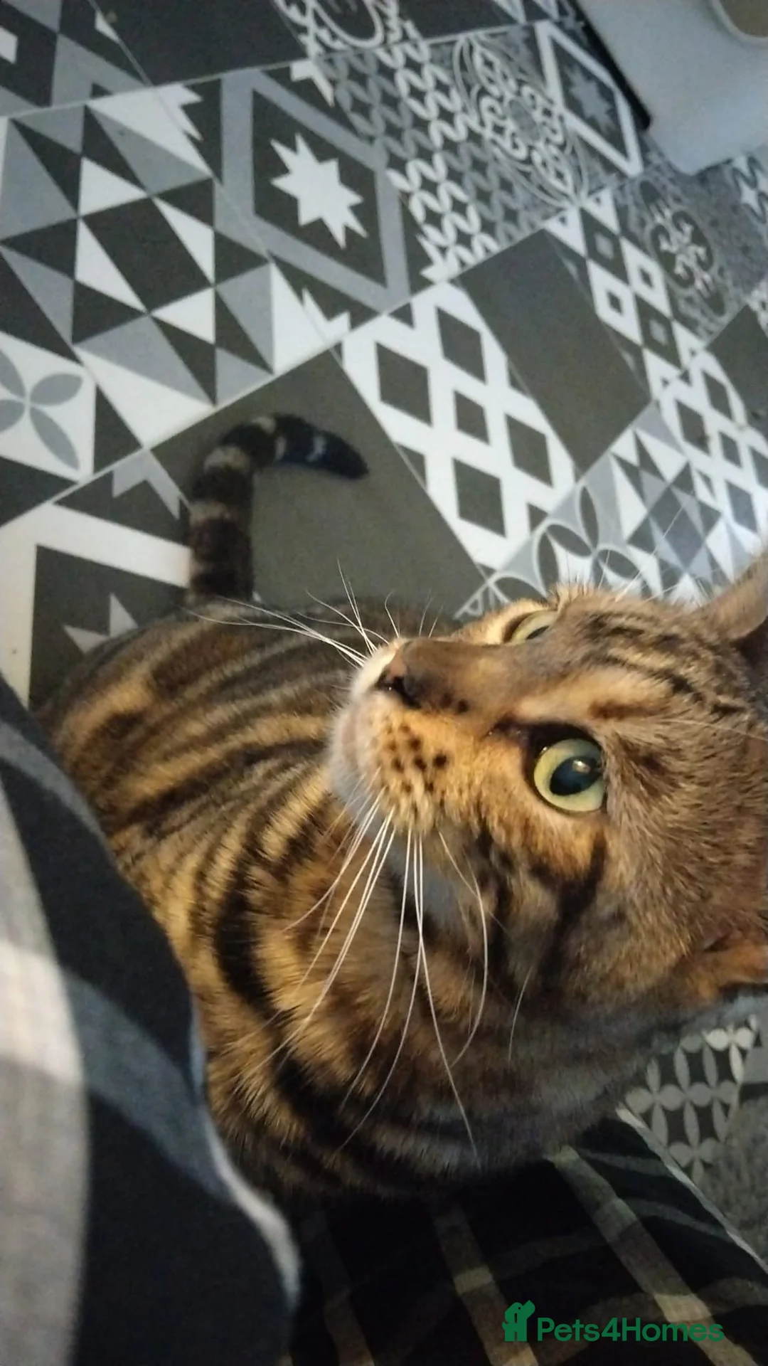 Bengal cats for sale: Gccf Bengal Retired Queen - Advert 4