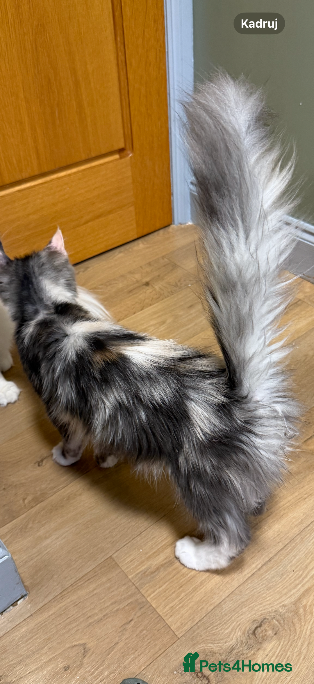 Maine Coon cats for sale: stunning Maine Coon Aberdeen  - Image 2
