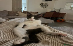 Domestic Shorthair cats for sale: Girl kitten grey and white  - Advert 5