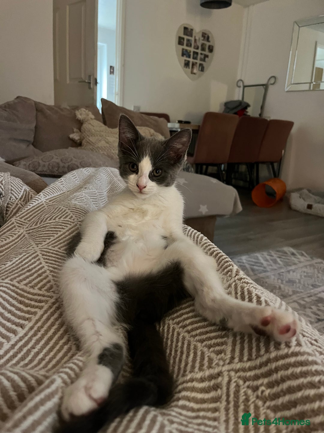 Domestic Shorthair cats for sale: Girl kitten grey and white  - Advert 5