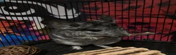 Chinchilla rodents for sale: Two 3yo sister chinchillas for sale in London - Advert 10