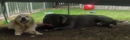 Neapolitan Mastiff dogs for stud: Neopolitan mastiff stud  - Advert 2